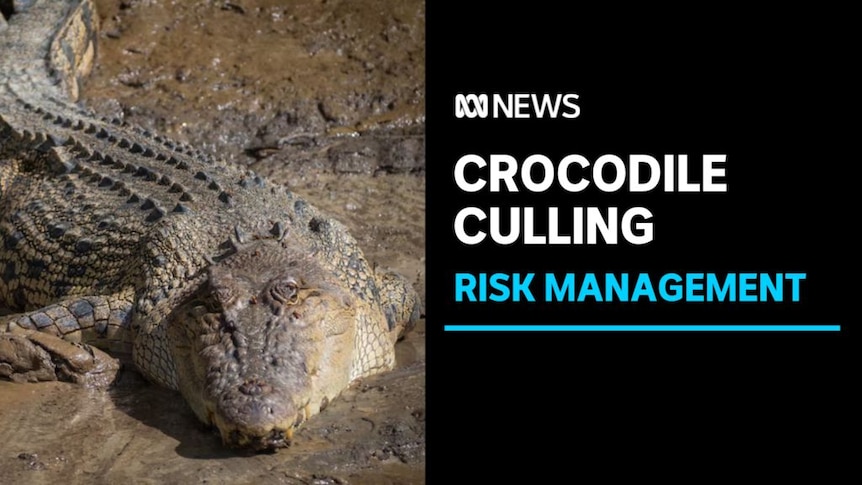 Crocodile Culling ,Risk Management: A salt water crocodile in mud.
