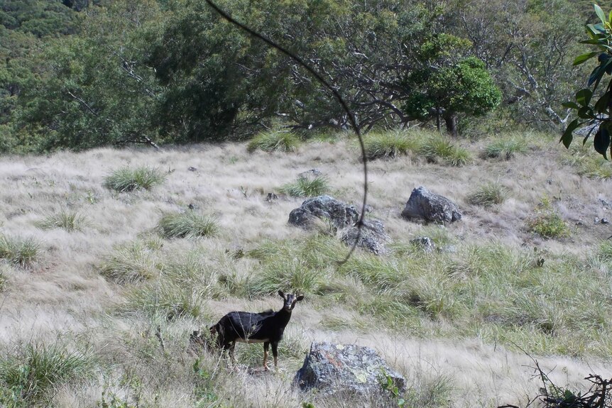 A black goat is looking at the camera, on a grassy hill with trees in the background.