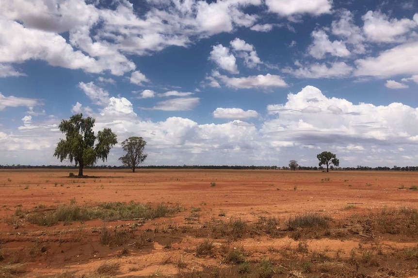 A dry, red dirt paddock which only has a few green shoots. A big blue sky is overhead