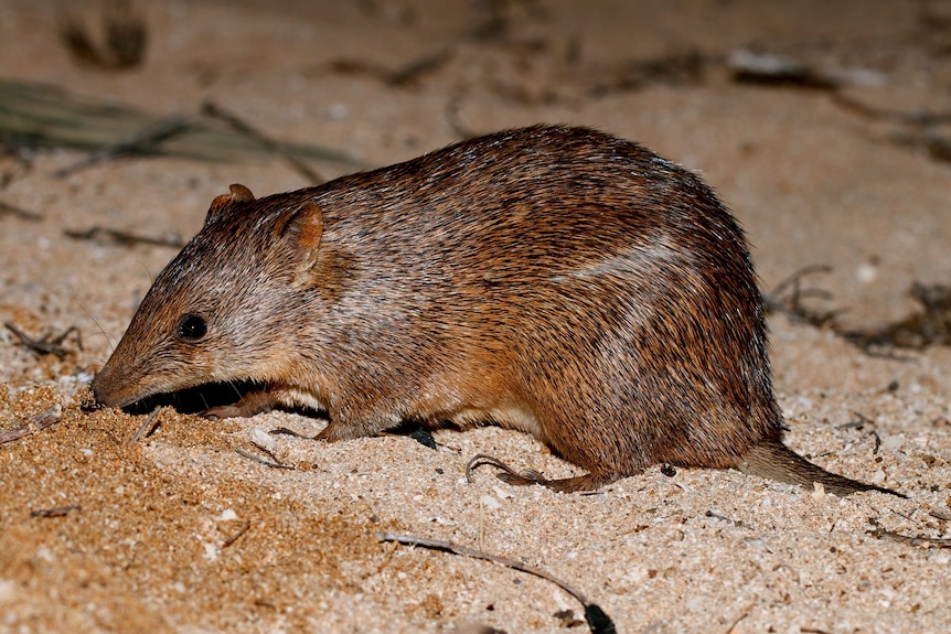 A golden bandicoot