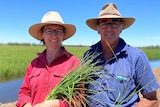 Gogeldrie farmers Marg and Garry Knagge holding cuttings from their 2020/21 rice crop