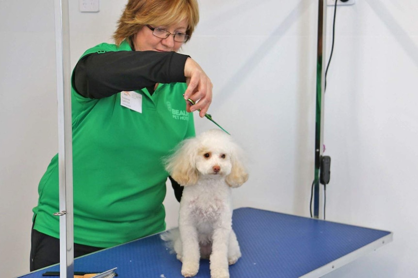 A dog gets its fur trimmed.