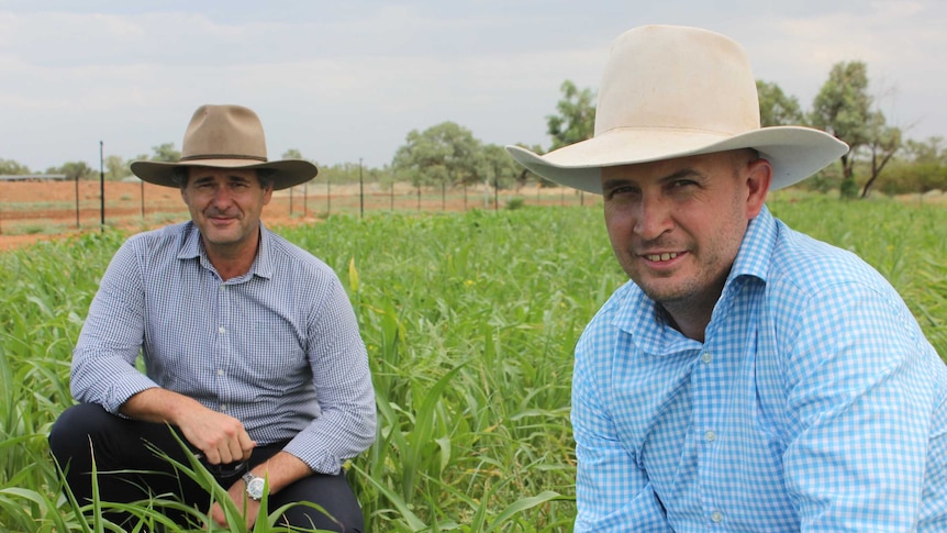 Cloncurry biofuel manager Michael Eddie with mayor Greg Campbell in a field of sorghum