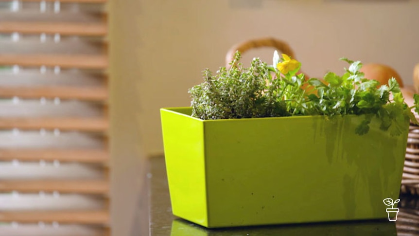 Green rectangular pot filled with herbs sitting on indoor table