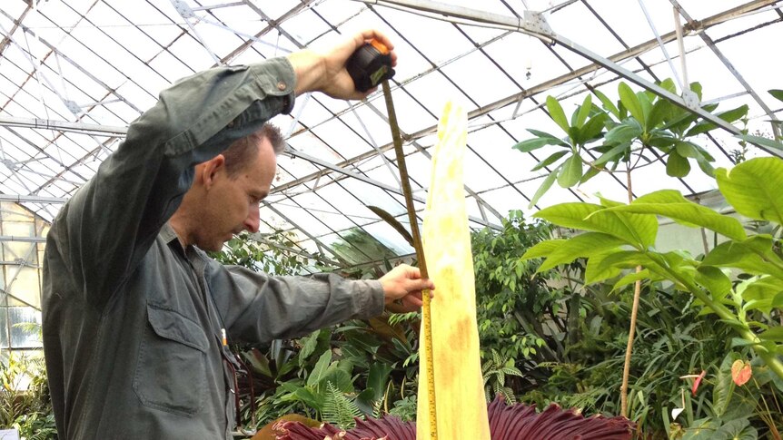 Corpse flower is measured at Melbourne's Botanic Gardens