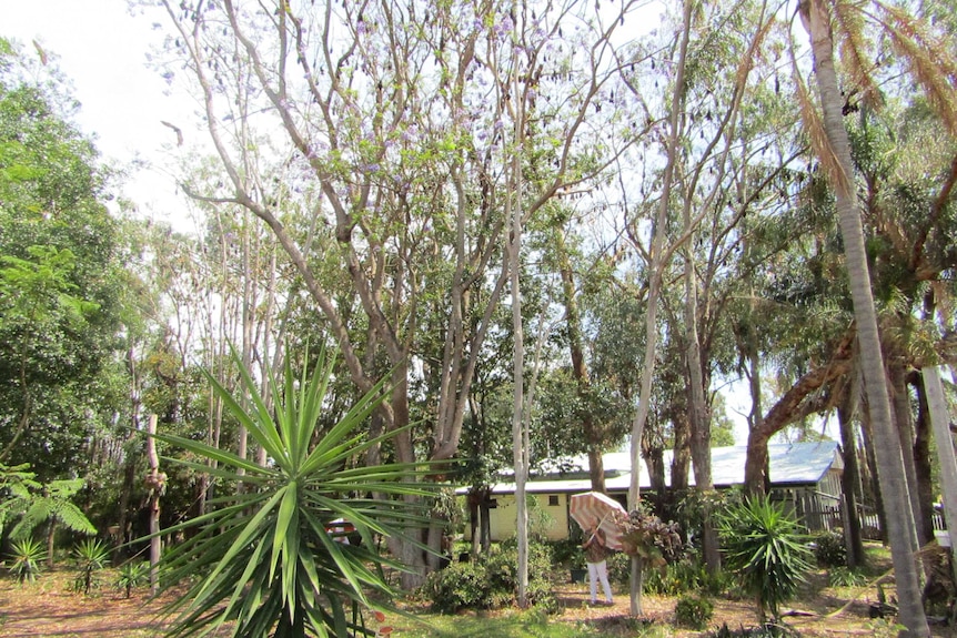 A woman stands in her backyard under an umbrella looking up into a tree with several flying foxes.