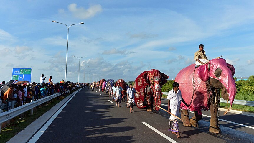 Twenty four elephants walk along a new expressway linking Colombo to the main international airport.