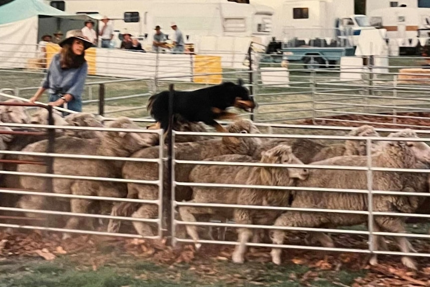 A female farmer with long brown hair commands a black and tan dog over the back of sheep in a race.