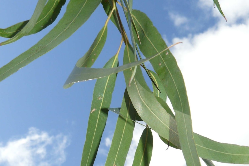 Leaves from the lemon-scented gum (Corymbia.citriodora)