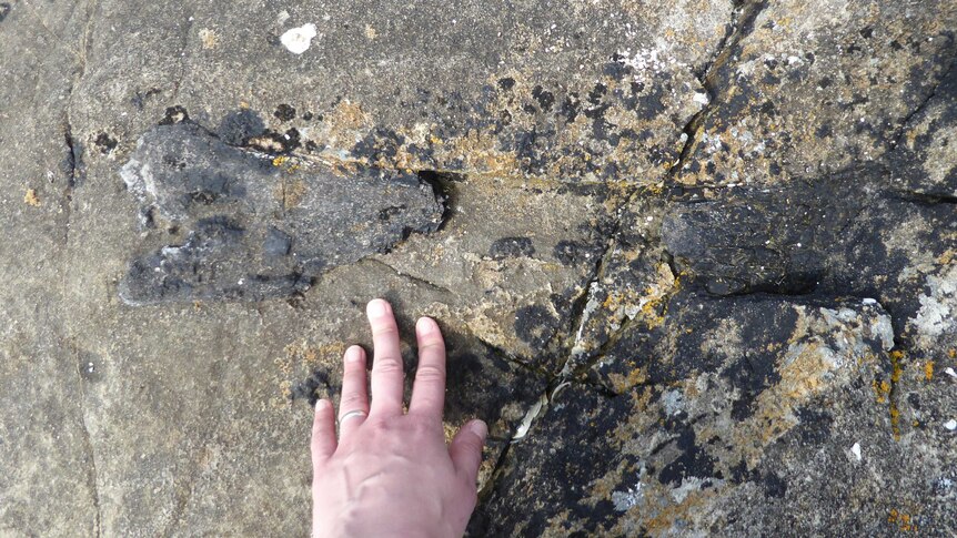 A woman's hand touches the fossilised bone of a dinosaur, imbedded in rock.
