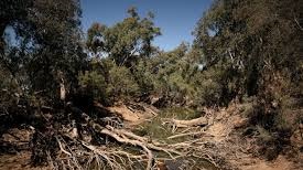 Trees across the Macquarie River in western NSW