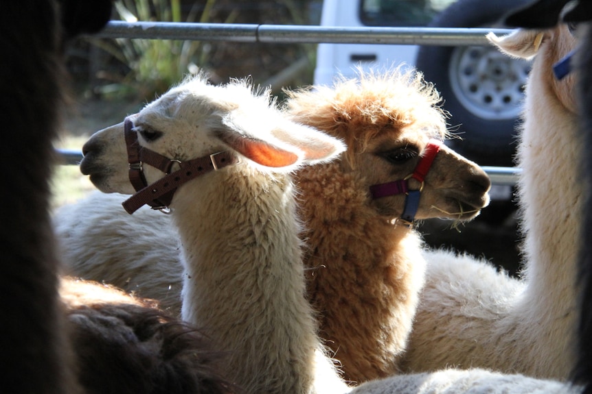 Two llamas in a pen looking in opposite directions