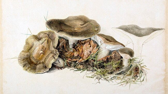 Mushroom illustration by Beatrix Potter