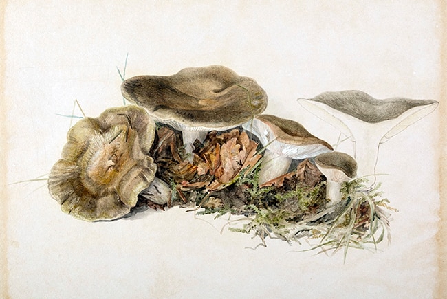 Mushroom illustration by Beatrix Potter