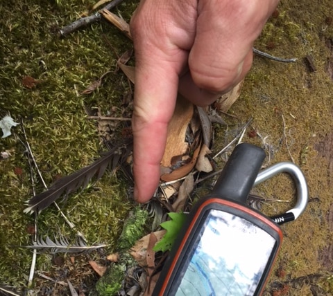 Tiger quoll scat at the end of a finger next to a GPS device.