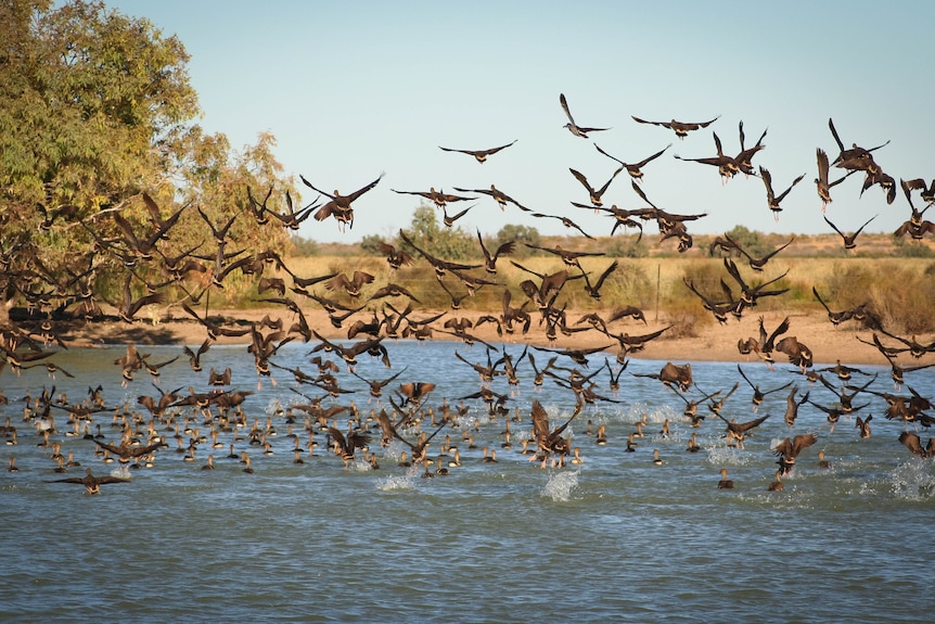 A flock of ducks over water.