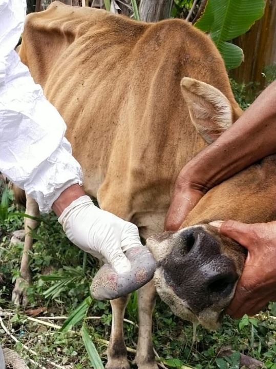 a cow, with someone holding its tongue out. 