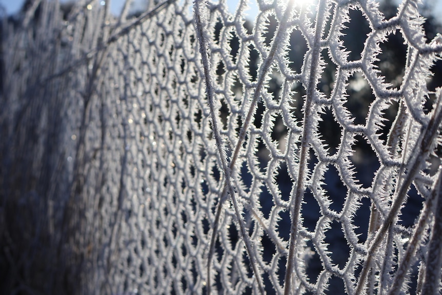 Frost on a hexagon fence.
