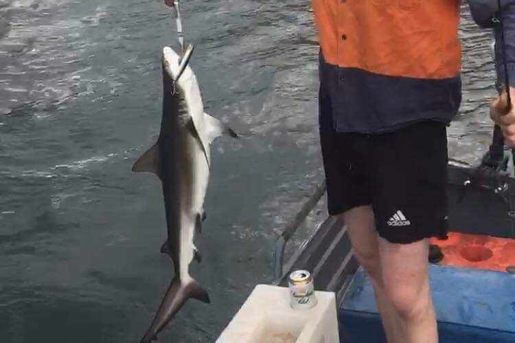 man holding shark caught on lure