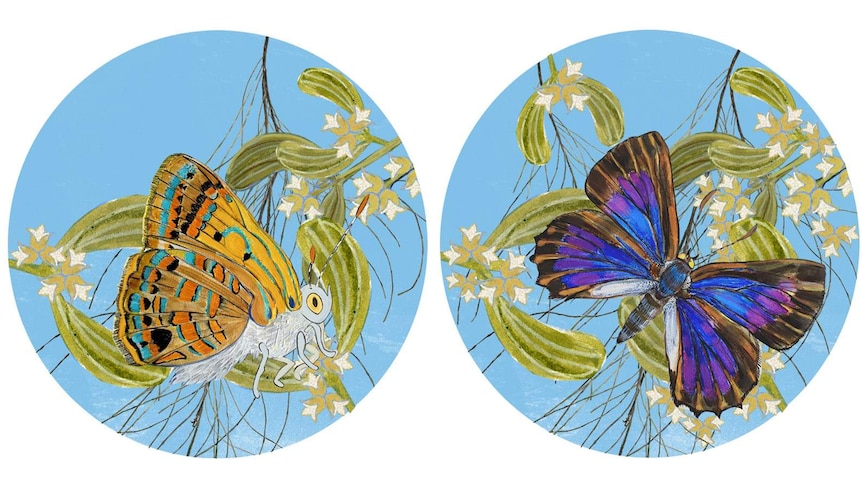 Two painted illustrations of a butterfly, one with wings closed showing yellow and blue, and one with wings open showing purple.