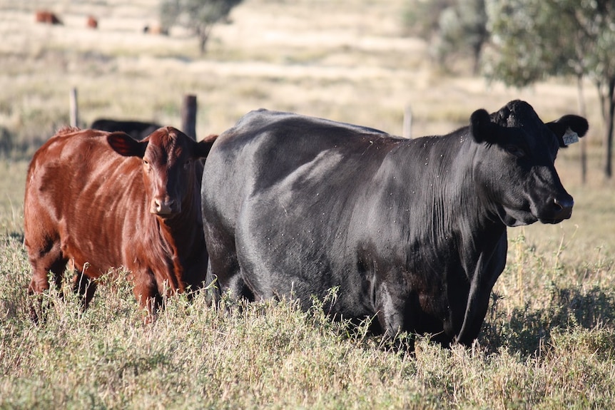 Angus cattle