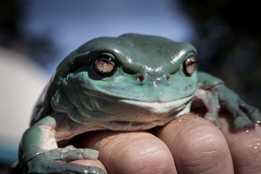 A large green tree frog sitting on the back of a man's hand