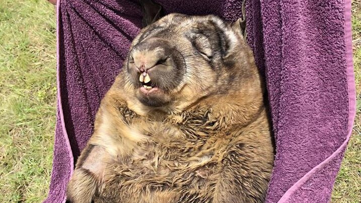 wombat carried in towel