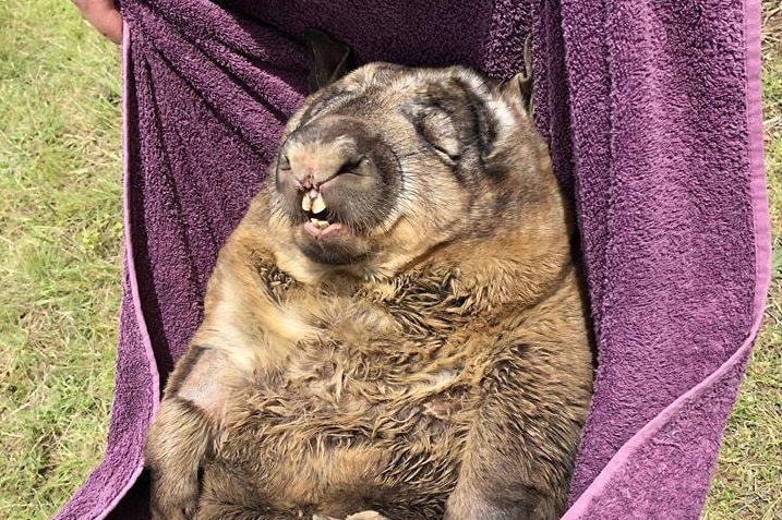 wombat carried in towel