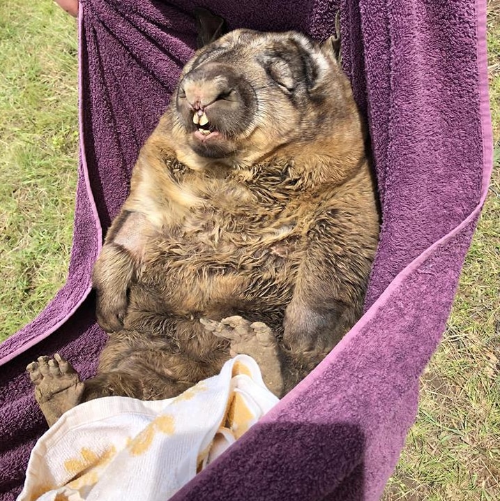 wombat carried in towel