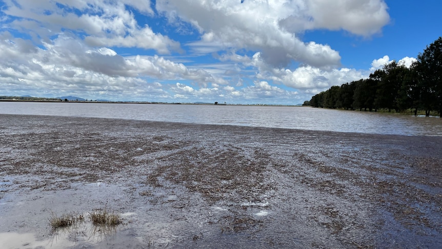 A flooded paddock where grain had just been sown.