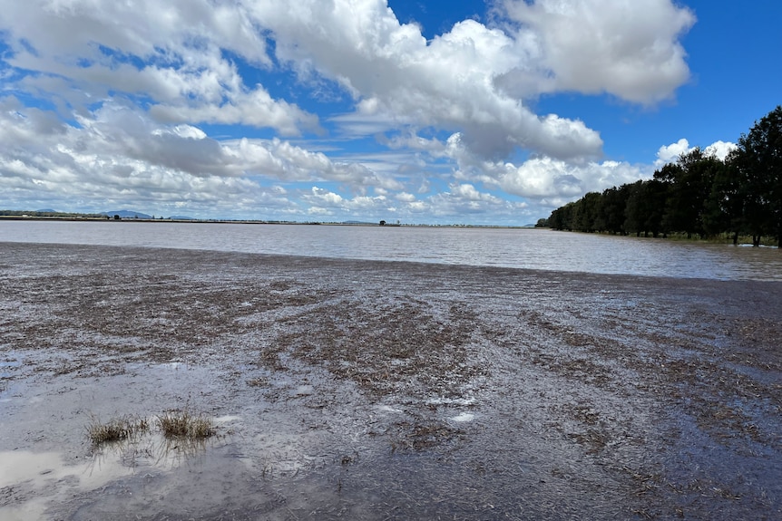 A flooded paddock where grain had just been sown.