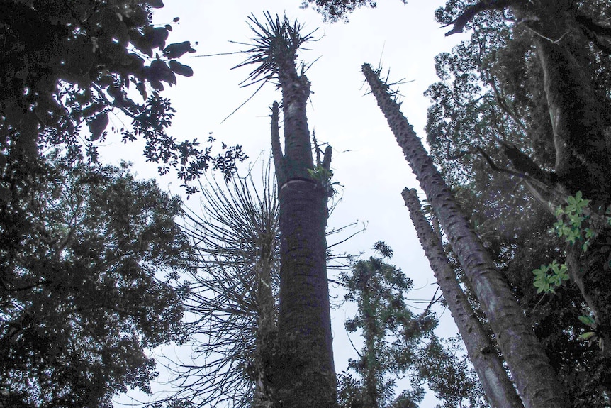 Looking up from the ground at infected bunya pines show leaf and branch loss and dieback