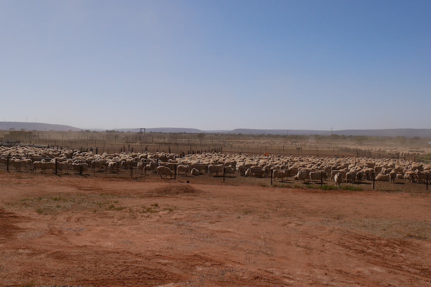 a large group of sheep huddle together in a paddock. 