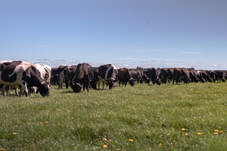 A long line of cows stand in a paddock eating bright green grass.
