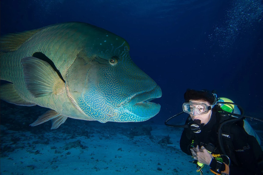 A diver swims next to a big fish.