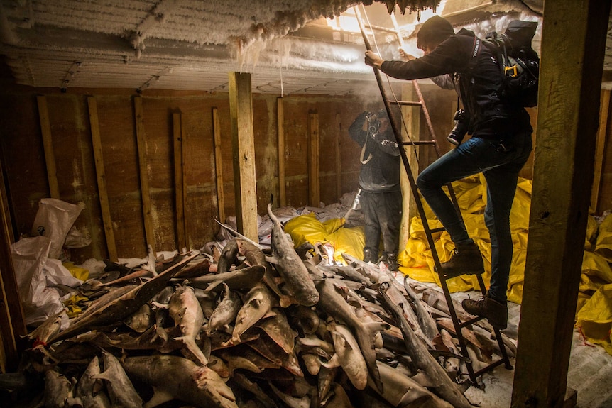 A Sea Shepherd staff member takes a photo of a pile of dead sharks.