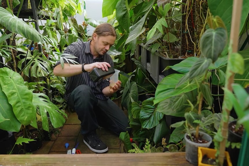 A man checks a plant while surrounded by a jungle of foliage