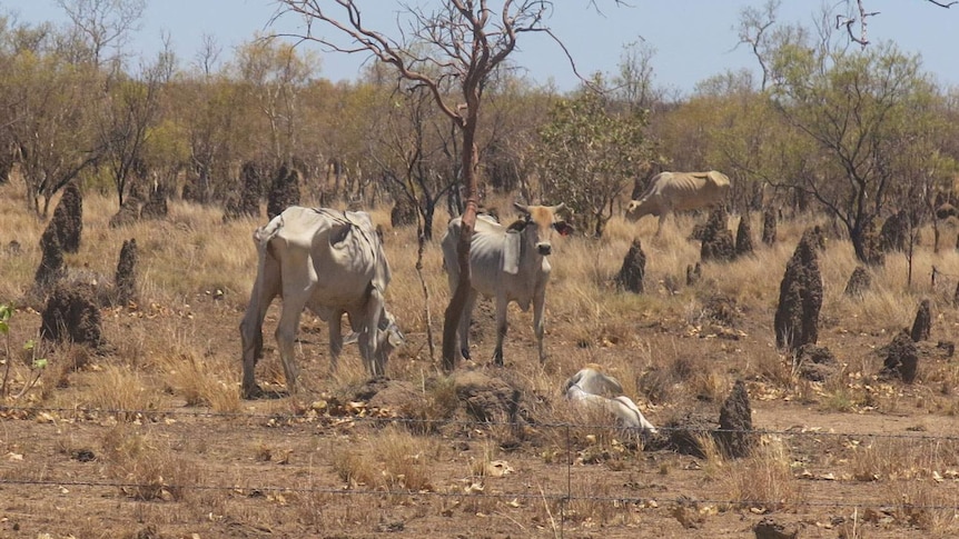 Drought-affected cattle south of Normanton in north-west Qld