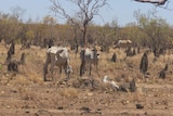 Drought-affected cattle south of Normanton in north-west Qld