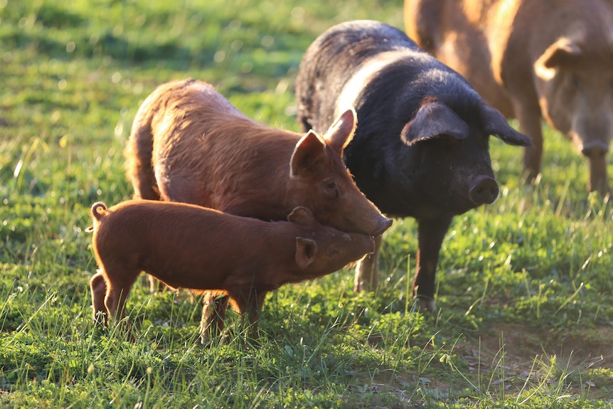 Photo of pigs.