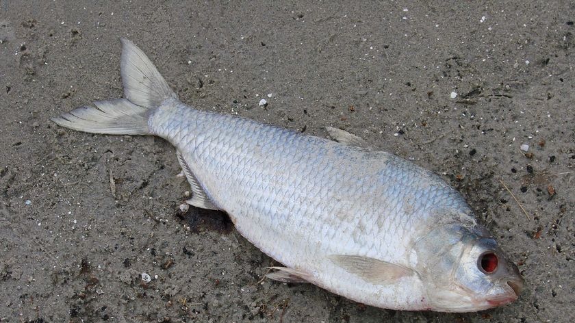 Dead fish at Lake Bonney