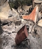 在丛林大火中被烧毁的一处财产被烧毁的残骸的广角镜头，前景是一辆老式手推车。 “ class=