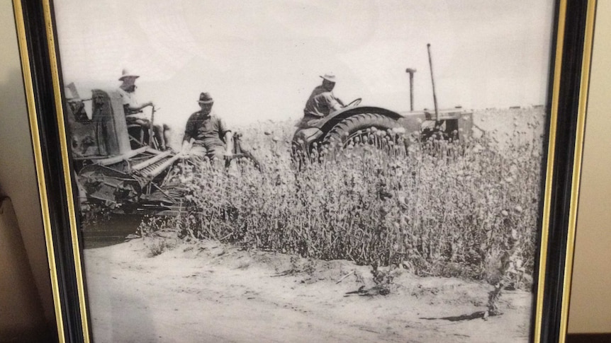 Photo of tractor harvesting poppies.