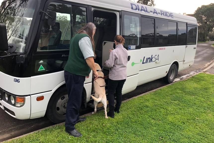A woman and her guide dog board a mini-bus watched by the bus driver