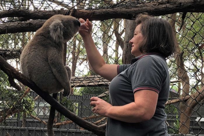 Koala Breeza Grant diberi makan