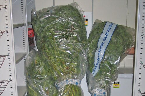 Seven cannabis plants which were seized by ACT Police