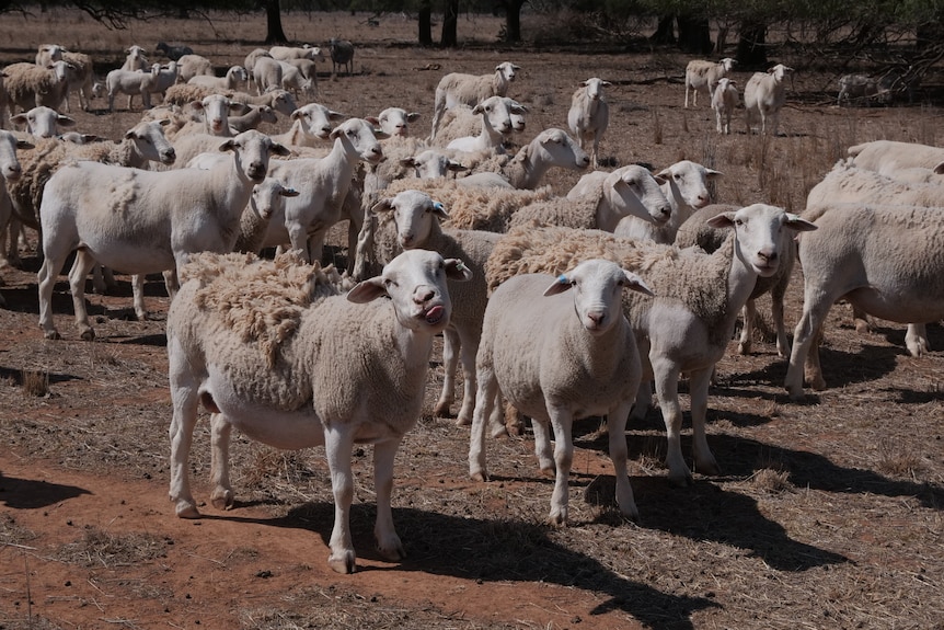 A medium shot of a flock of sheep