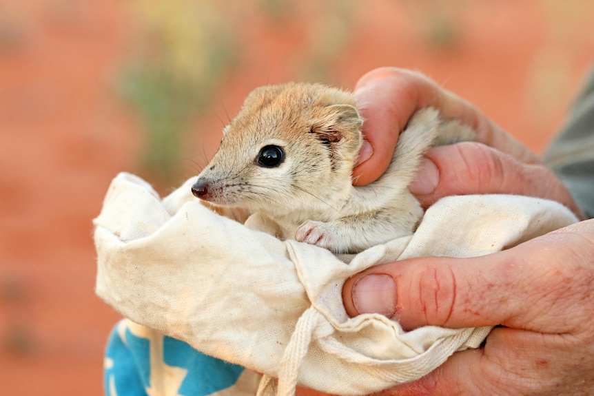 A crest-tailed mulgara being held in a pair of hands
