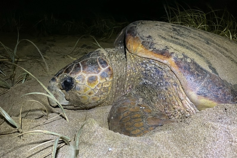 A loggerhead turtle on the beach at night with grass around