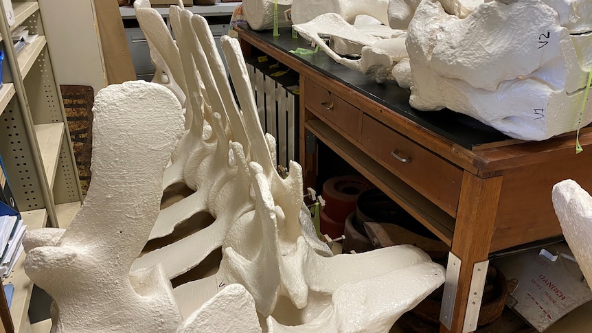 white painted whale vertebrae lined up on the floor of a storeroom